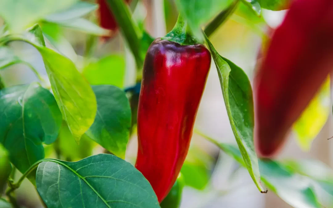Odla chilli tidigt
