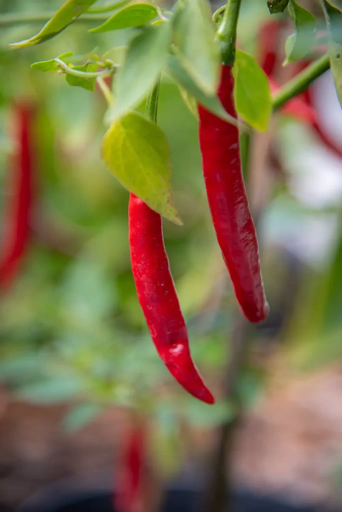 Röd chili odlad tidigt på året