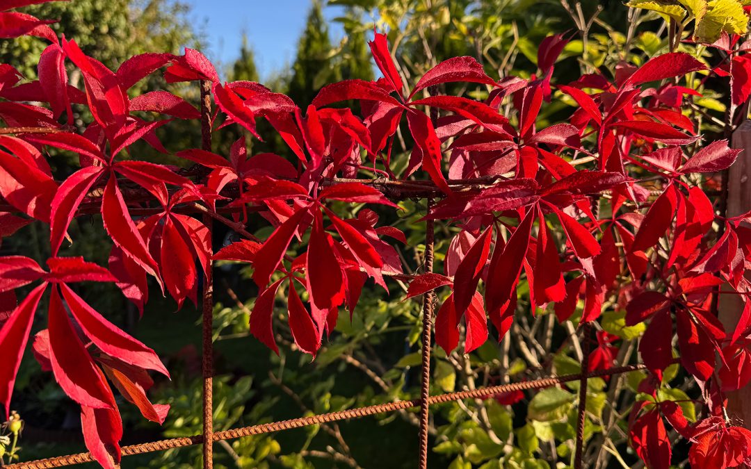 Oktober i trädgården – en tid för vila, förberedelse och njutning
