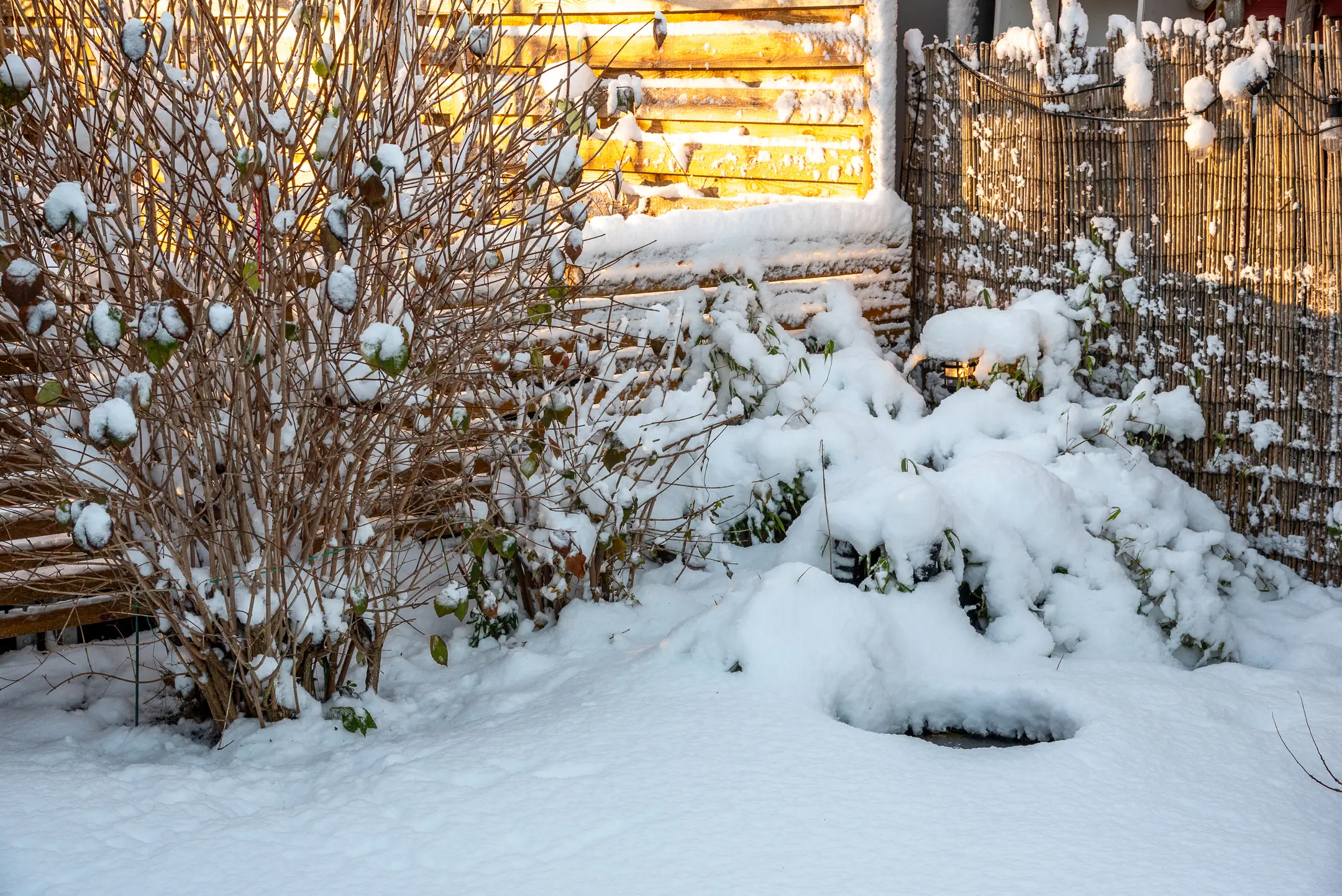 Trädgård i December