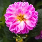 Grupplogga för Vi som odlar Dahlia