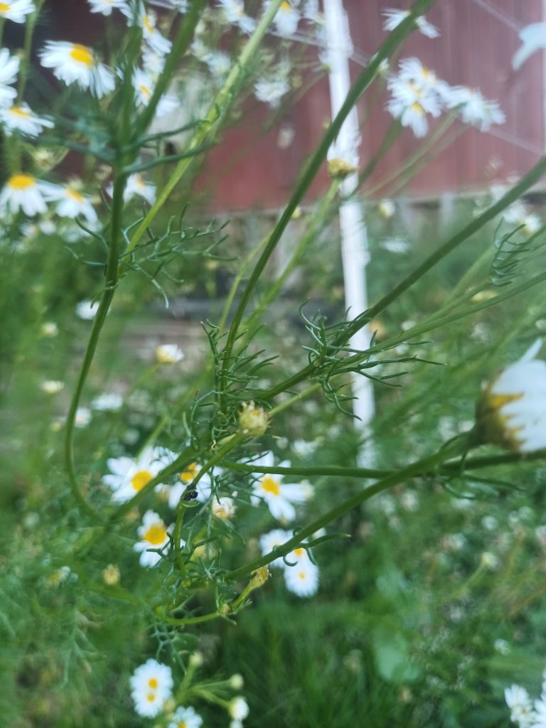 Baldersbrå
