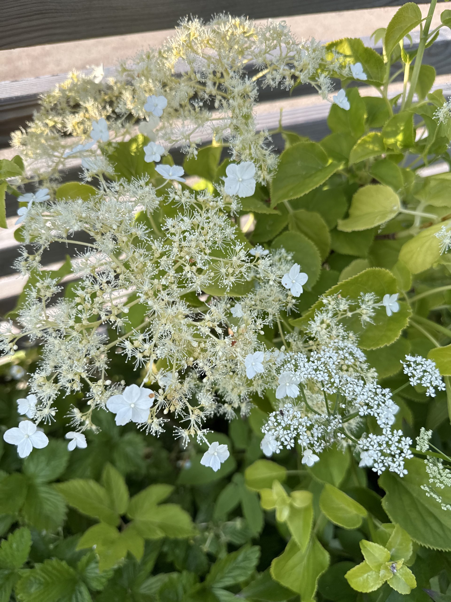 Klätterhortensia