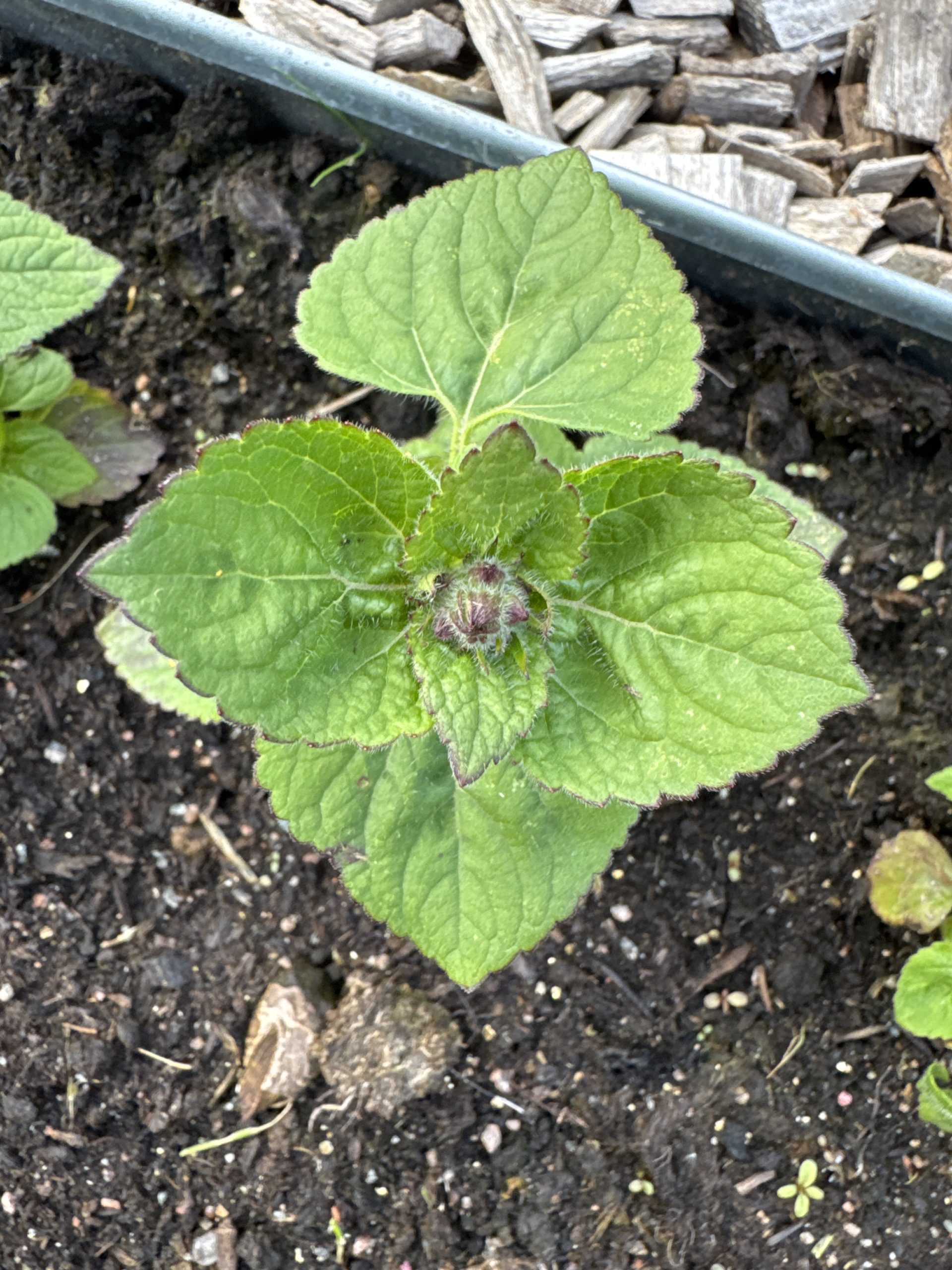 Ageratum – Tall Rose
