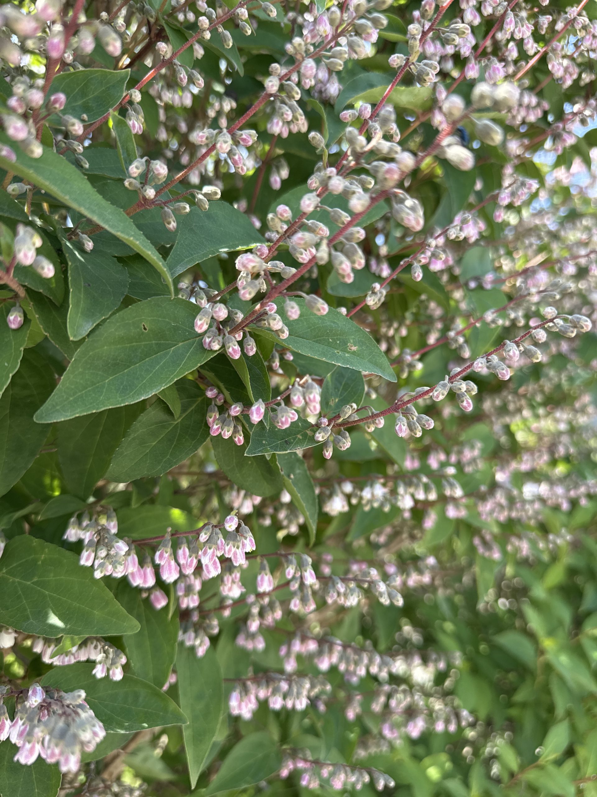 Strävdeutzia