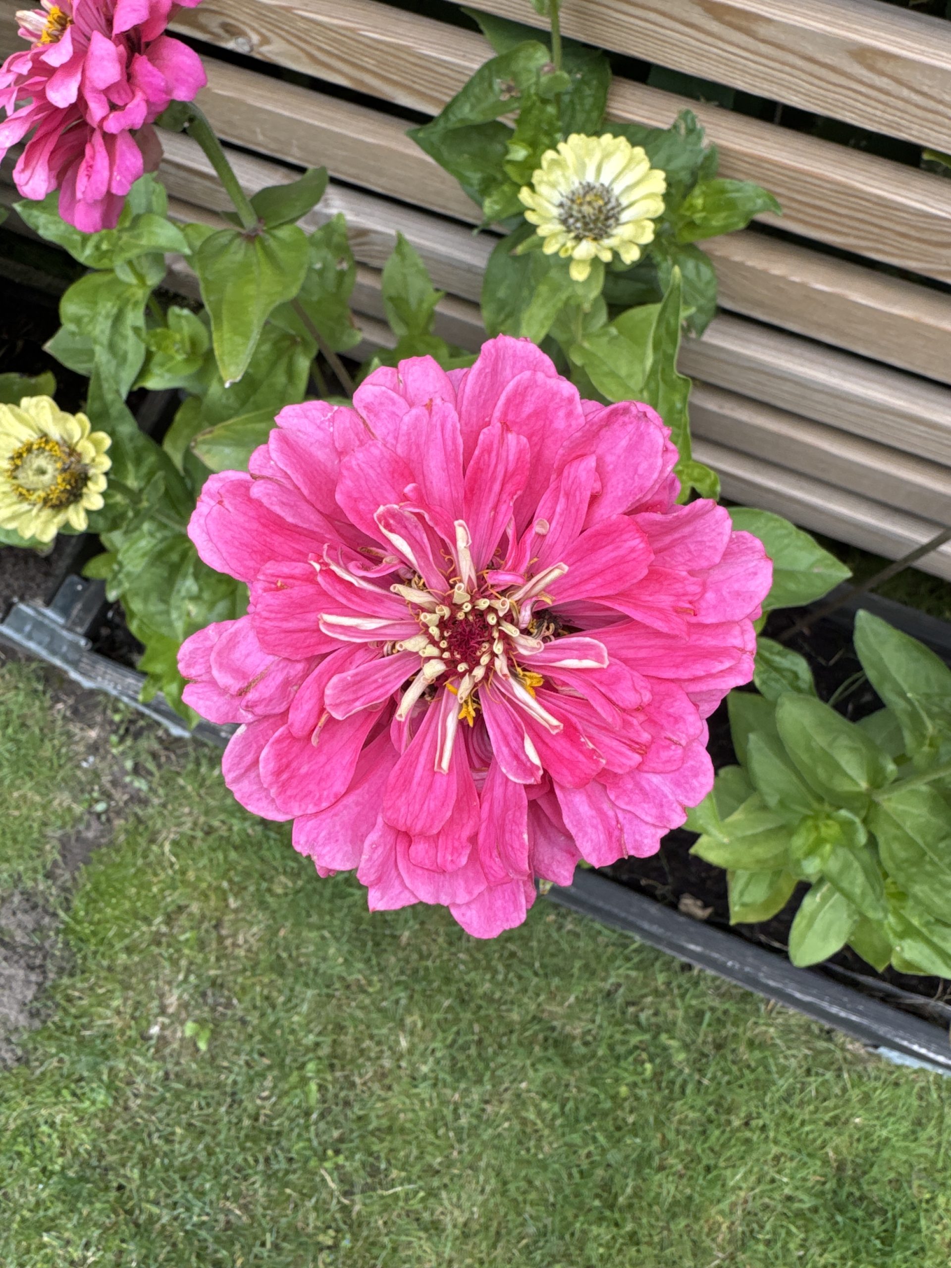 Zinnia
