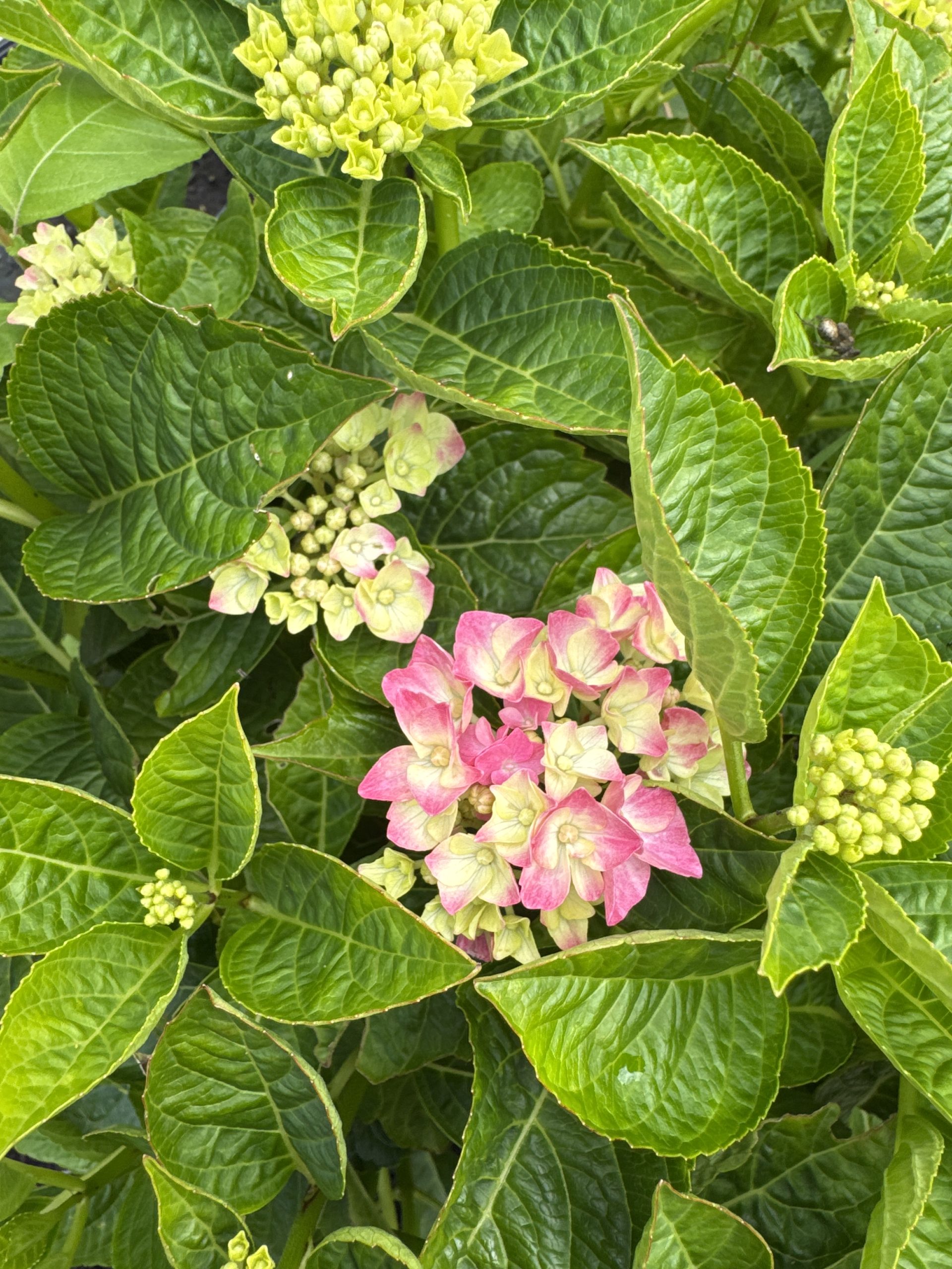 Hortensia