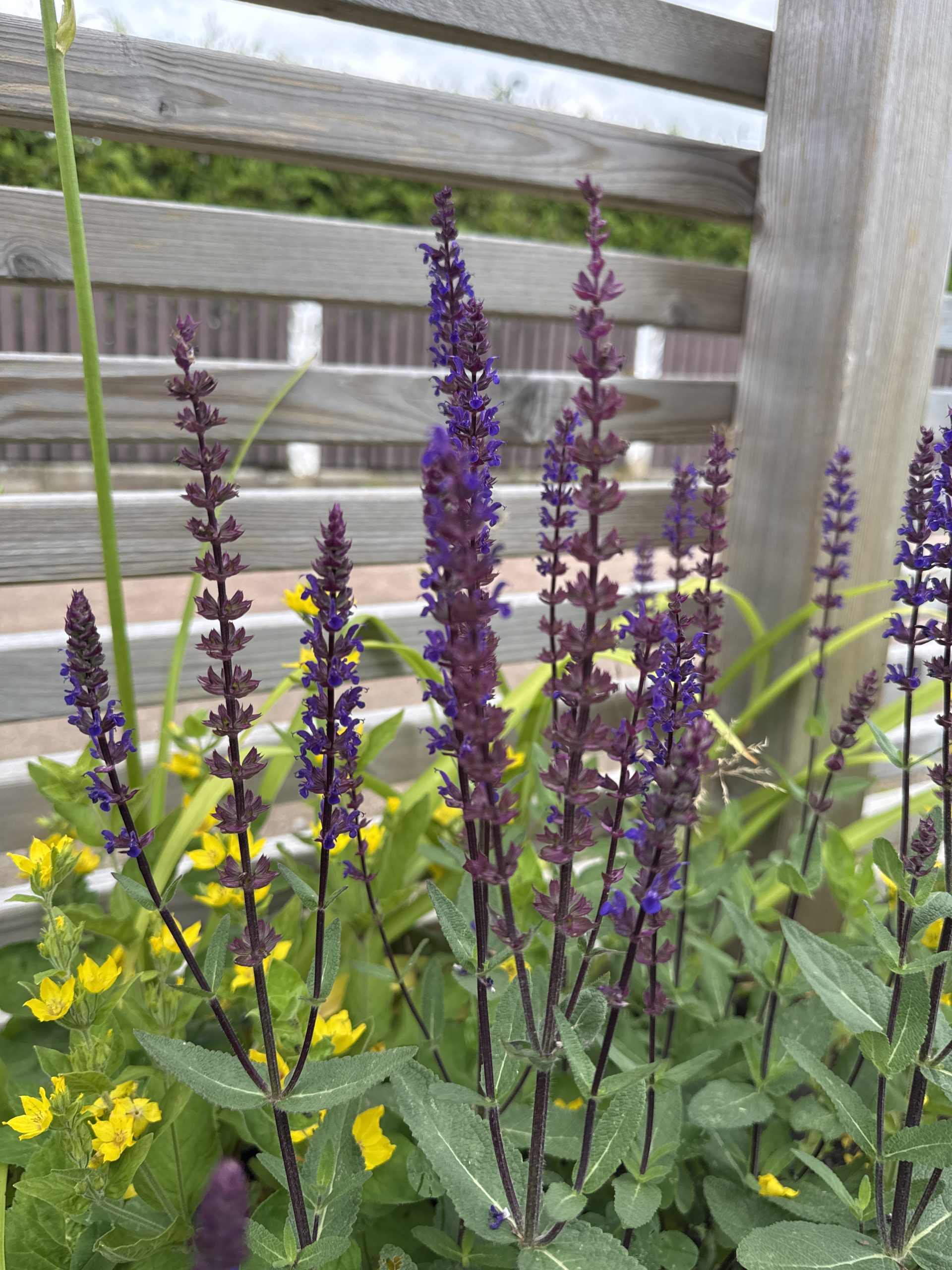 Stäppsalvia