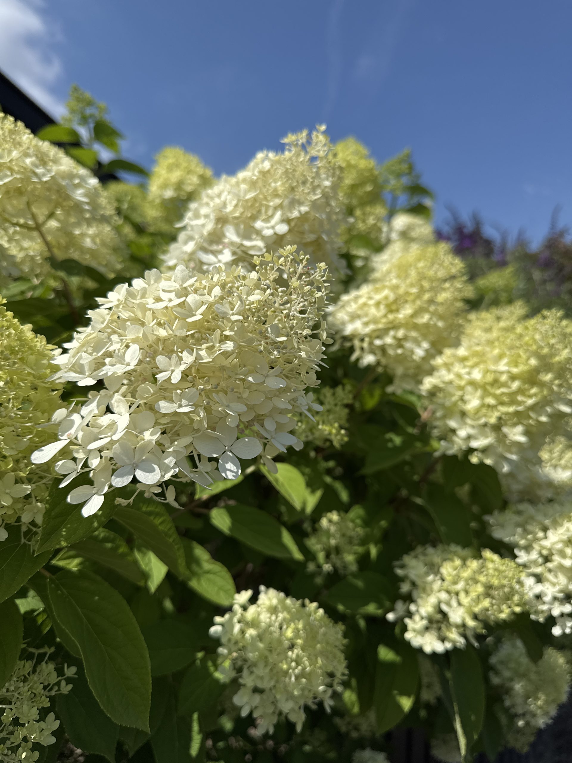 Vipphortensia