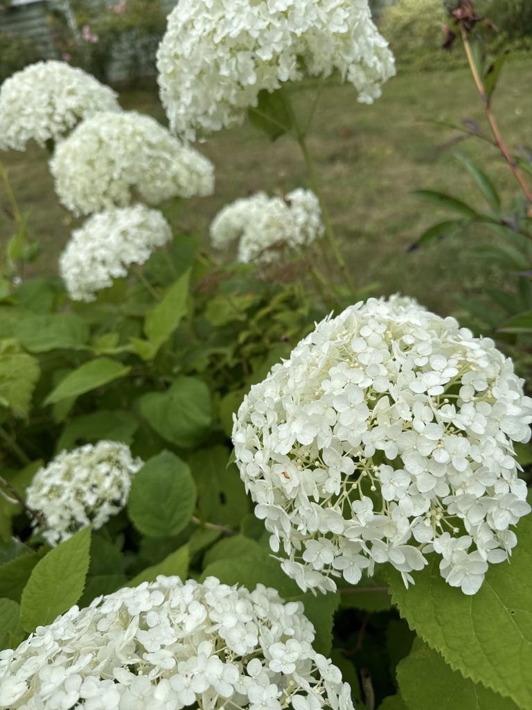 Vidjehortensia