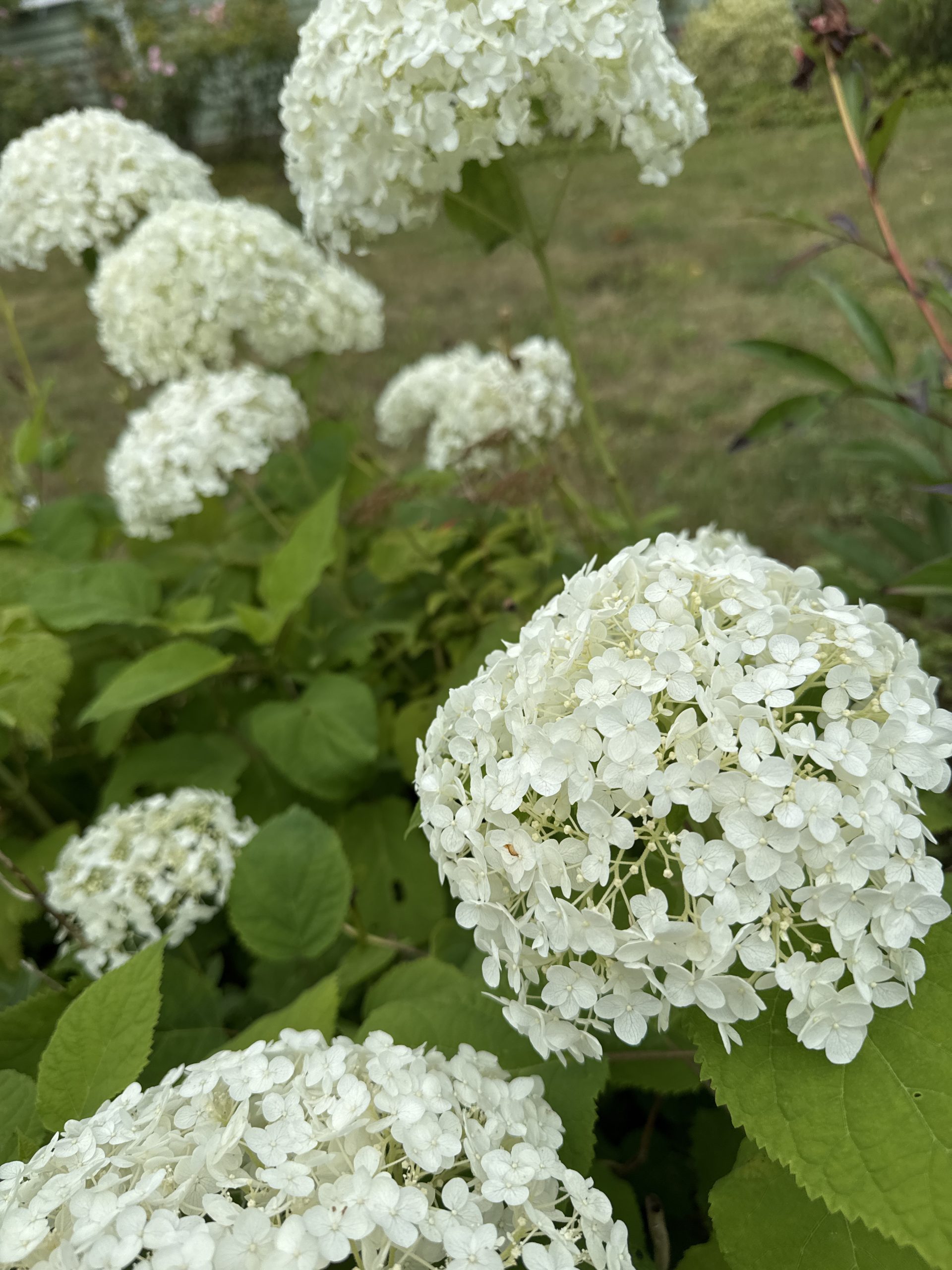Vidjehortensia