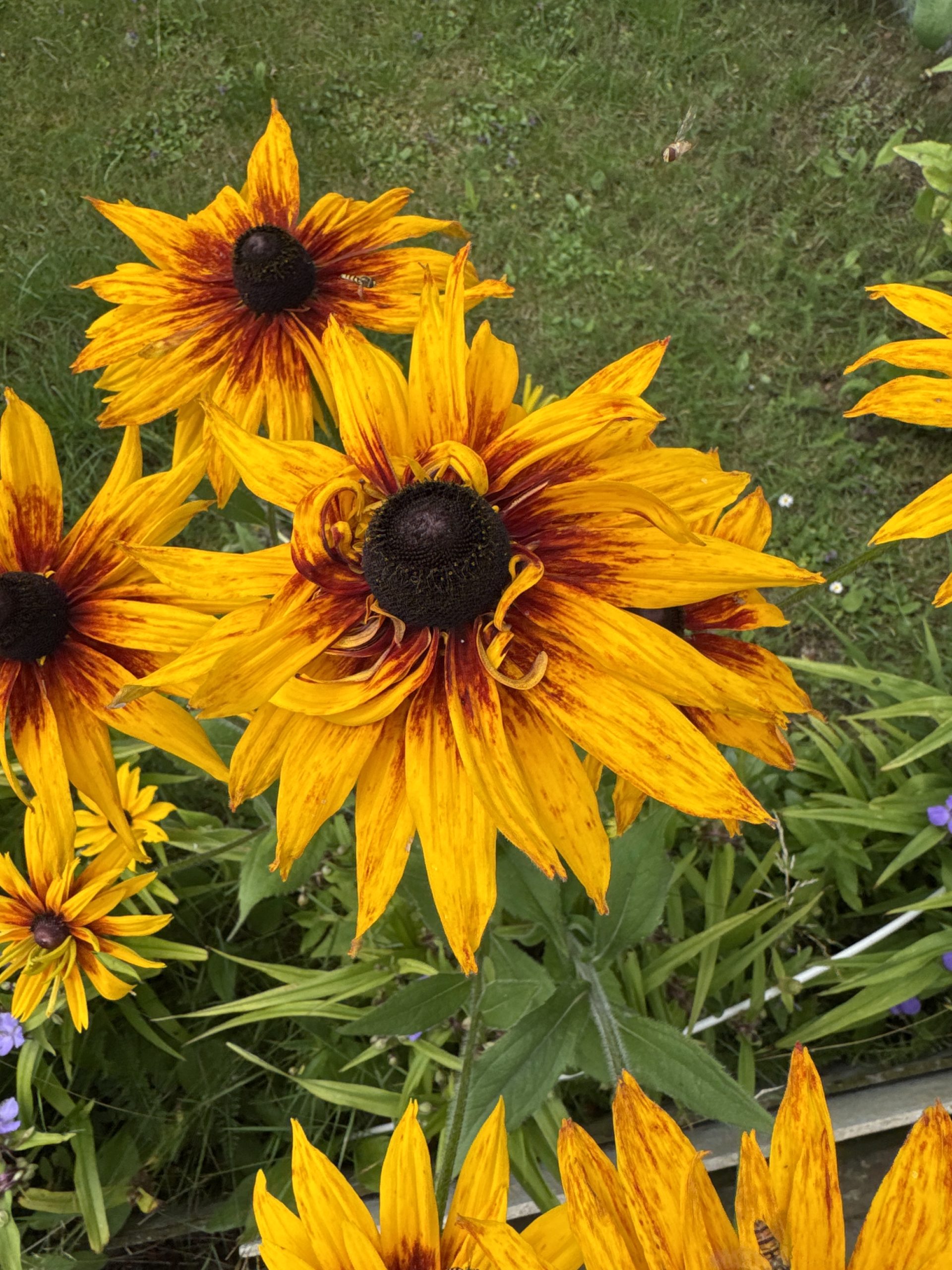 Sträv rudbeckia