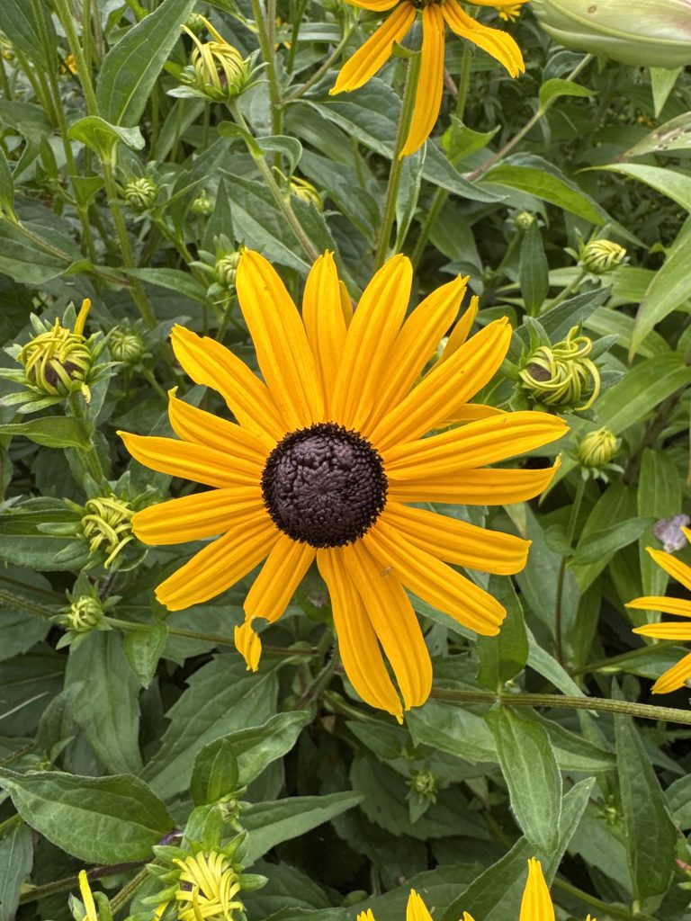 Skimmerrudbeckia