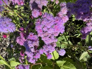 Ageratum