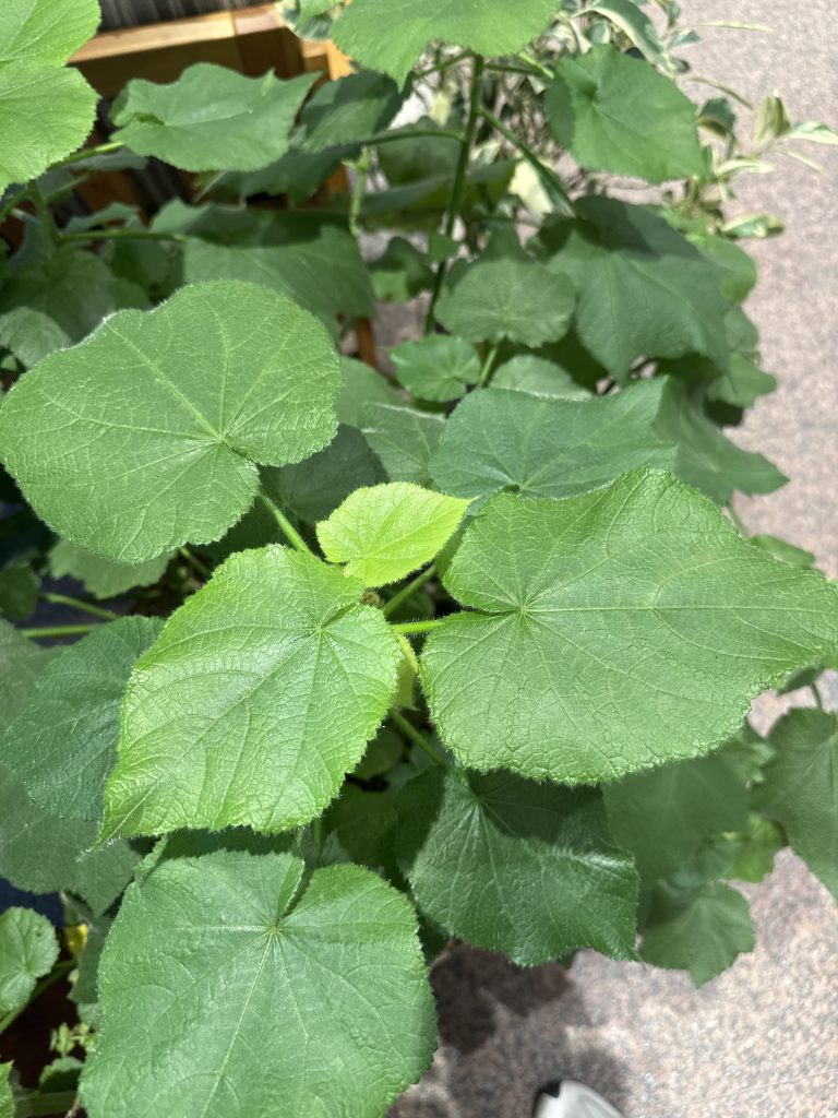 Sparrmannia
