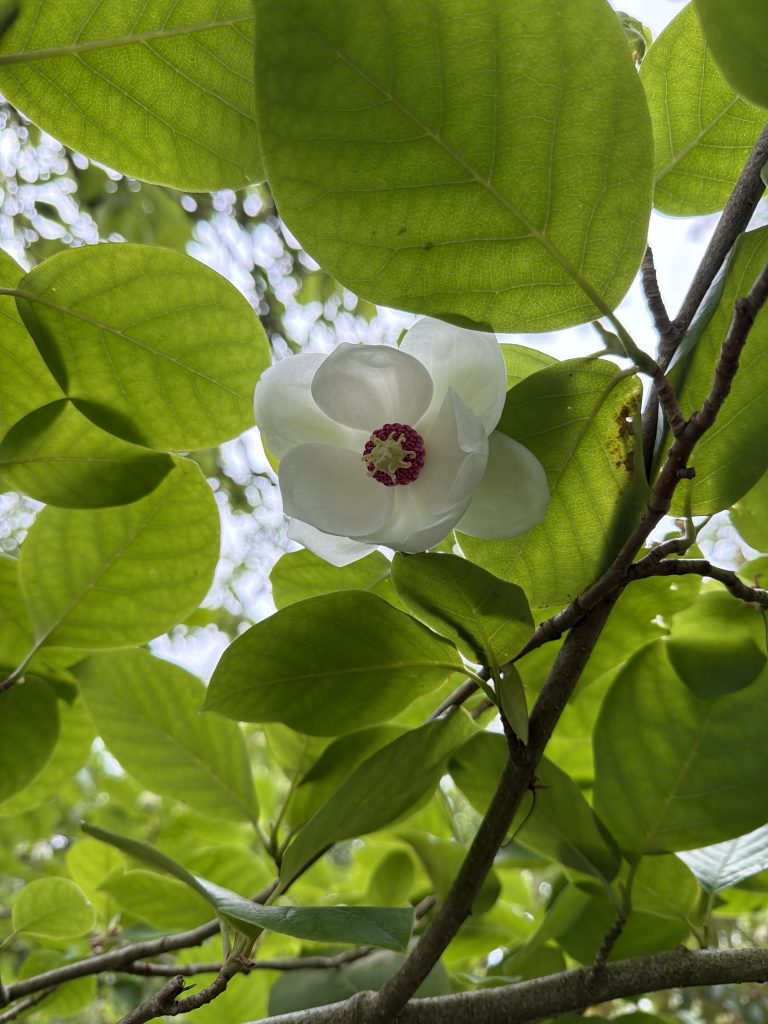 Buskmagnolia