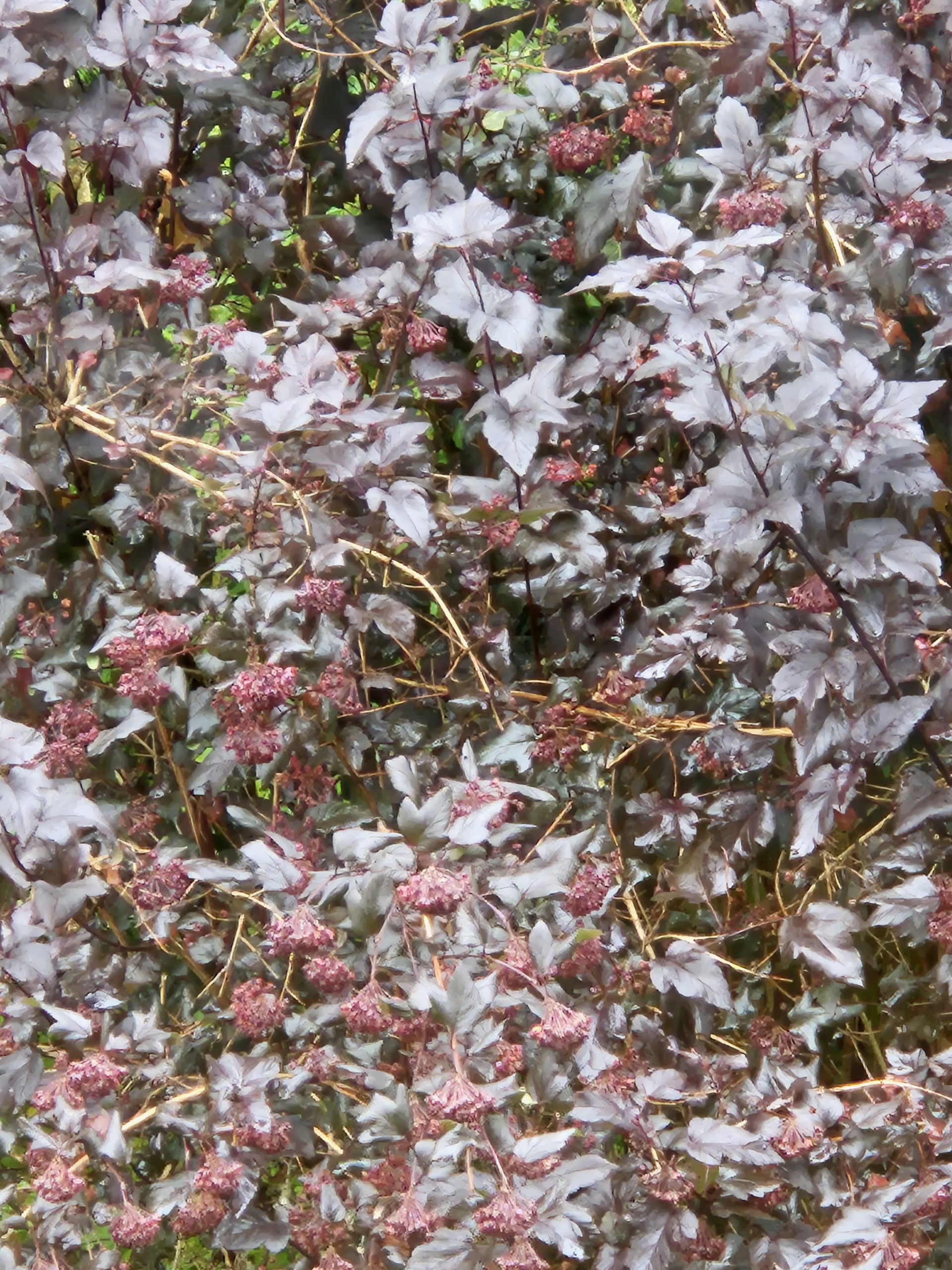 Smällspirea