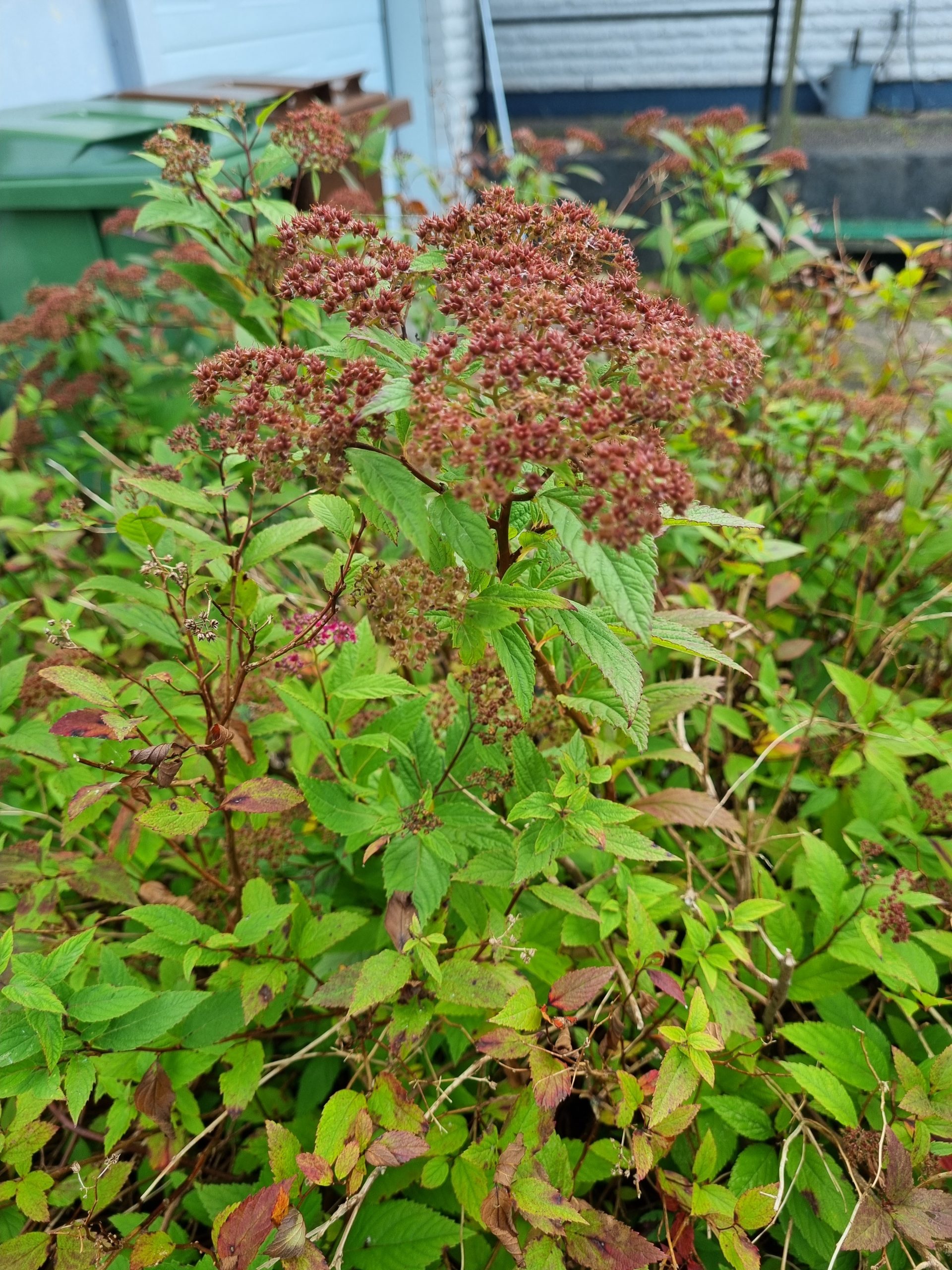 Praktspirea