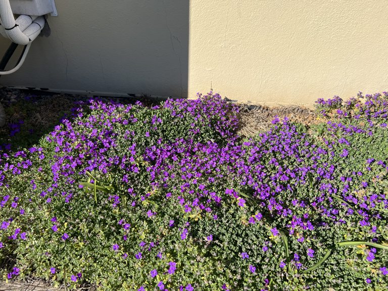 Småblommig aubrietia